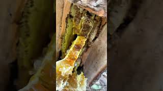 Saw Off A Piece Of Wood From Tree To Get Wild Honey Inside [upl. by Lowndes]