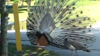 Peacocks mating  Pavo Real Apareandose [upl. by Leupold]