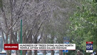 Salt Lake City worker accidentally poisons hundreds of trees in Fairpark area [upl. by Spears325]