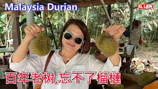 Malaysia Durian 原住民在大芭森林 种植的百年老树忘不了榴槤Wasabi芥末榴槤苦王榴槤你有听过这些品种吗每个品种让你吃了忘不了 [upl. by Lieno]