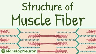 Structure of a Skeletal Muscle Fiber  Sarcomere Thick filament Thin filament Actin Myosin etc [upl. by Happy822]