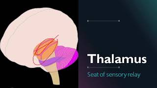 Hypothalamus amp Thalamus  Anatomy  TNMSA  Online Med School [upl. by Vierno]