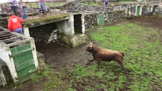 JAF  Touros Perigosos Puros 2022  Dangerous Pure Bulls  Terceira Island  Azores  Portugal [upl. by Sadinoel]