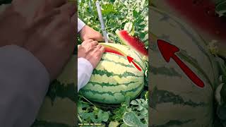 Beautiful watermelon wow 😳😳😳🍉🥰😮😳😍💞😱😱 fruitcutting shortvideo fruit food sherevideao subscribe [upl. by Ennairda107]