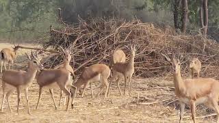 The more I see of deer the more I admire them as mountaineers [upl. by Fairley]