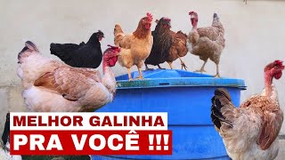 QUAL A MELHOR RAÇA quotLINHAGEMquot DE GALINHA PRA CRIAR [upl. by Nedry]