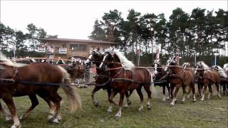 Titanen der Rennbahn 2011Super Quadrille mit 100 Kaltblut  Pferden 10x10 [upl. by Pavlov]