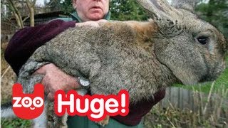 Really BIG Bunny [upl. by Domenico918]