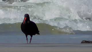 Variable Oystercatcher Haematopus unicolor [upl. by Haianeb935]