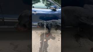 Rottweiler Bubzee ne ki hamari help shorts rottweiler [upl. by Wengert]