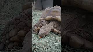 40 year old tortoise eating amp enjoying that palm fruit tortoise wildlife [upl. by Griffis]