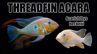 Threadfin Acara Acarichthys heckelii  Care Guide amp Species Profile [upl. by Labotsirhc]