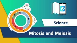 Difference between MitosisampMeiosisCell Cycle3D AnimationScienceAnimated Science Videoelearn K12 [upl. by Etnoed]