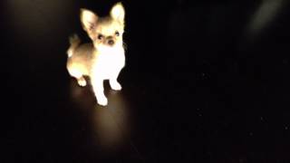 Chihuahua Puppy Barking [upl. by Leiva]