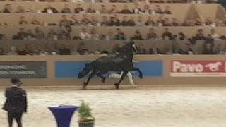 Jehannes 484 Hengstenkeuring 2017 Faderpaard Friesian horse [upl. by Phedra630]