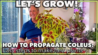 HOW TO PROPAGATE COLEUS PLANT FROM CUTTINGS [upl. by Derriey607]