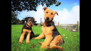 Airedale Terriers  The Dogs With The Waggiest Tails [upl. by Spearing]