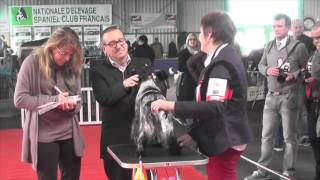 Exposition canine de Montluçon 2016 [upl. by Portie]