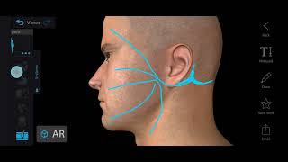 Surface Marking of Facial Nerve  Facial Nerve Anatomy  Course of Facial Nerve [upl. by Templeton]