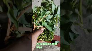 କଲମ ଶାଗ ରେଶିପୀ ।kalama saga recipe pakhala saha kahaile pura mana khushi raj [upl. by Ahtel]