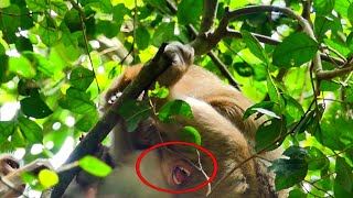 Oh my god mom try to reject milk baby monkey  mom weaning milk [upl. by Dirraj586]