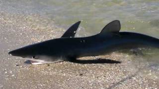 Seaside Shark  July 30 2010 [upl. by Terrence]