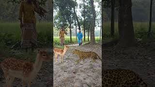 7 November 2024 Cheetah Attack a Deer in Open Jungle Vfx​ tiger​ viralvfx​ leopard​ shorts [upl. by Duff]