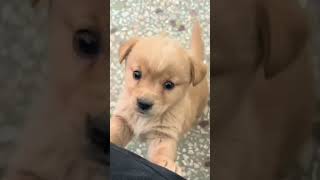 Baby dogcute puppy barking4kviralshorts [upl. by Sprage]