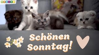 Guten Morgen Sonntag 💖  Ich wünsche dir einen wunderschönen Sonntag ☀️  Sprüche amp Grüße 🌷 [upl. by Ahsetel]