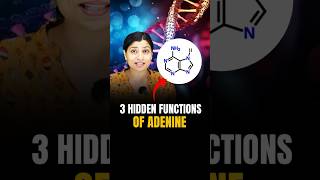 3 Hidden functions of Adenine neetbiology neet2024 riturattewal neet [upl. by Notsrik]