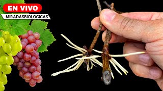 🔴BIO  Enraizar Esquejes de Plantas de Uvas  Parra🍇 [upl. by Mich]