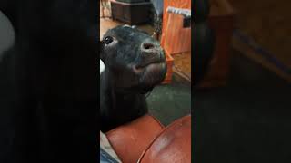 Reba the special needs fainter goat gets a brain freeze [upl. by Romeu]