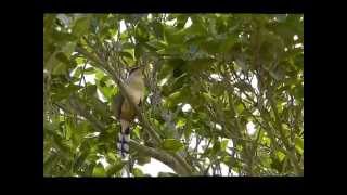 Mangrove Cuckoo calling [upl. by Niknar]