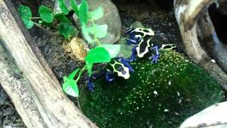 Dendrobates tinctorius Frans Guyana [upl. by Killoran]