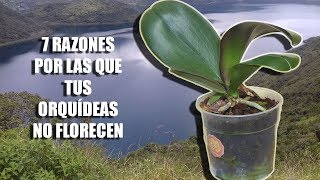 7 Razones por las que tus Orquídeas NO FLORECEN  Orquiplanet [upl. by Aipotu]