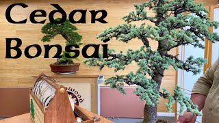 Cedar Bonsai Updates   Greenwood Bonsai [upl. by Auqinal]