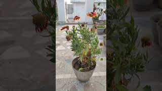 Gaillardia flower plant shorts shortsfeed viralshort shortvideos viralvideo waitfortheend [upl. by Toddy]