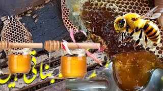 Bee Honey 🐝 🍯 Harvesting 90 pounds of pUre GOLDEN Honey full process from beehive Bee Farming [upl. by Meredith554]