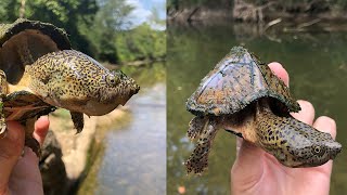 Herping creeks to find RazorBacked Musk Turtles [upl. by Anhsirk]