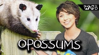 Opossums Are Ultimate Survivors [upl. by Vigor783]