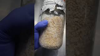 How to Make a Grain Spawn Master Jar for Mushroom Cultivation🍄mushroom farmer fungi mycology [upl. by Adnawad]