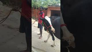 GURU KRIPA DAIRY FARM LAMBHUA SULTANPUR UP [upl. by Werdn]