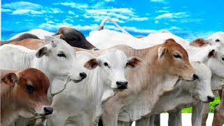 Herding a herd of cows towards a traditional livestock pen  Cow Sounds [upl. by Chon]