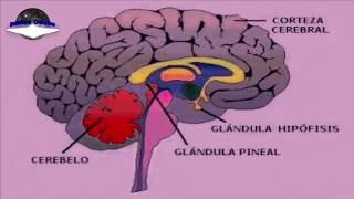 La Glándula Pineal y sus Funciones [upl. by Aidnyc]