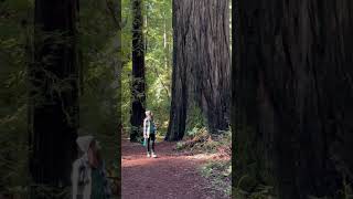 Tall Coast Redwoods of Rockefeller Forest in Humboldt Redwoods State Park in Northern California [upl. by Lohrman]