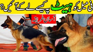 Female dog ko heat pe kaise laye   Best methods to bring dog on heat  Dog heat cycle problem [upl. by Rego]