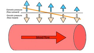 Hydrostatic and Oncotic Pressure in URDUHINDI [upl. by Aihseken]