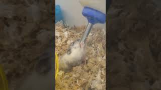 Cute small hamster drinks water clumsily hamsters animal cute petlovers hamsterious pet [upl. by Sal]