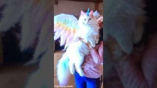 shortvideo catpetschannel catvideos funny ytpets funnyanimal pets funnypetschannel [upl. by Cindee]