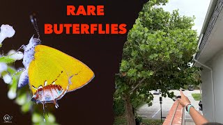 CATCHING RARE BUTTERFLIES FROM STAIRS OF APARTMENT BUILDING [upl. by Layor]